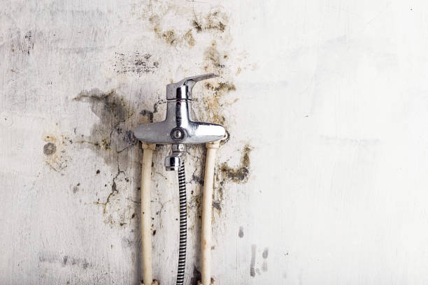 Best Kitchen Mold Remediation in Bronx, NY