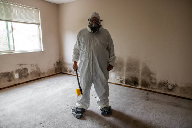 Best Mold Testing and Inspection Services in Bronx, NY